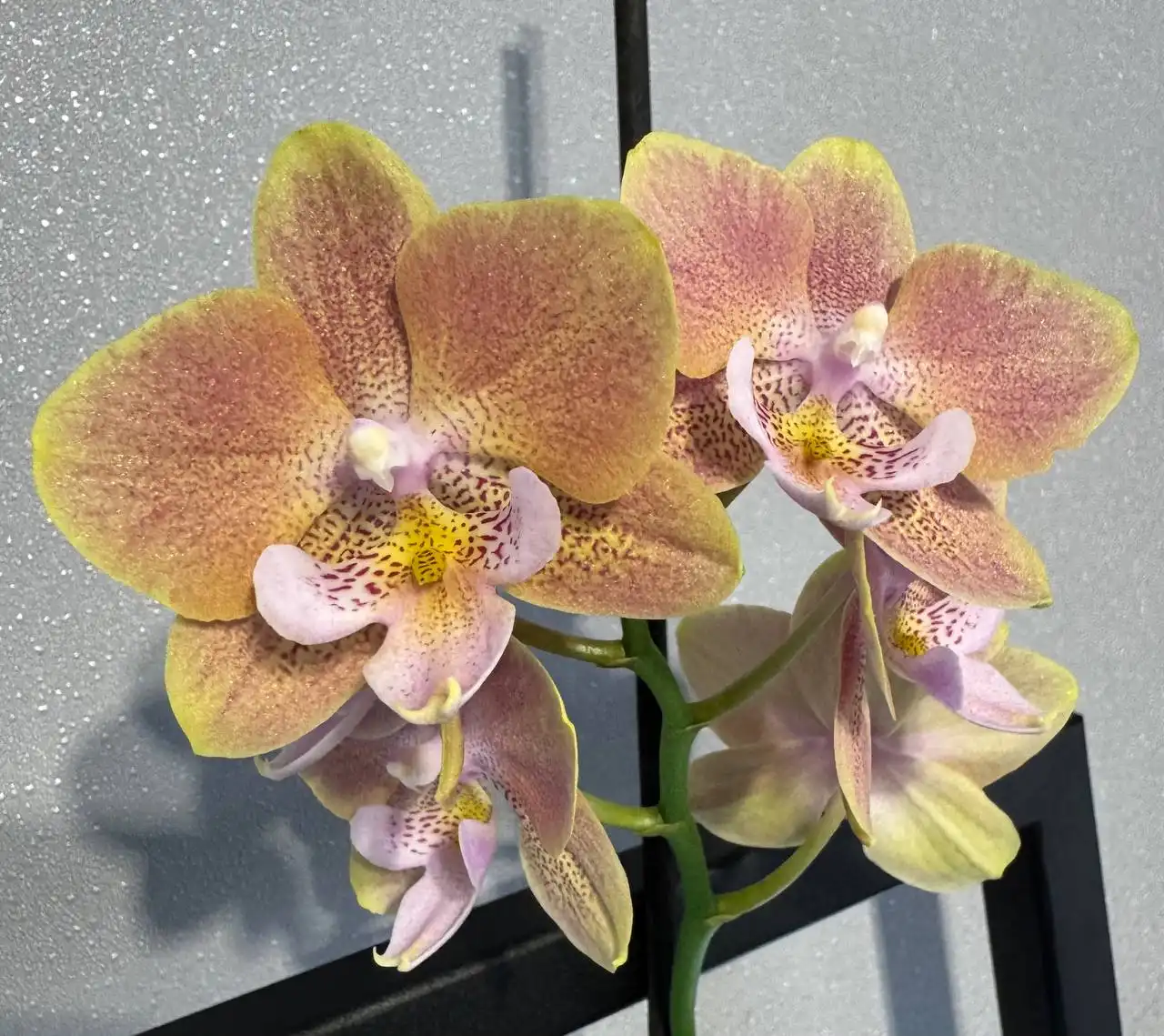 Продажа орхидеи Wally в Красноярске - Комнатные растения (Хобби и отдых) в Красноярск