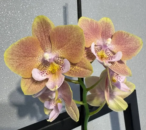 Продажа орхидеи Wally в Красноярске - Семена и рассада в Красноярск