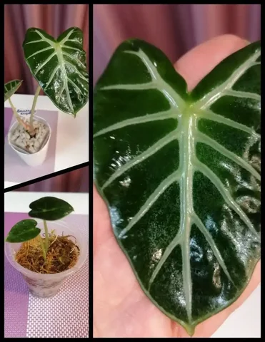 Алоказия Баллун Харт детка - Пчеловодство в Красноярск