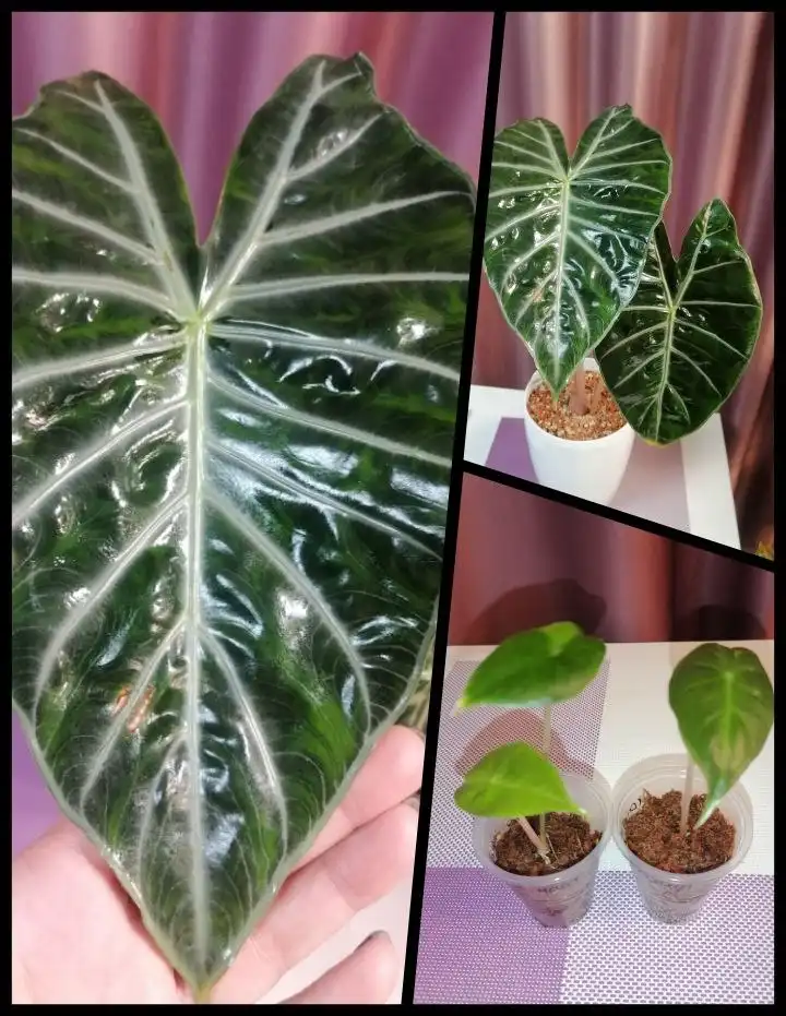 Продажа деток Алоказии Найроби Найт - Комнатные растения (Хобби и отдых) в Красноярск