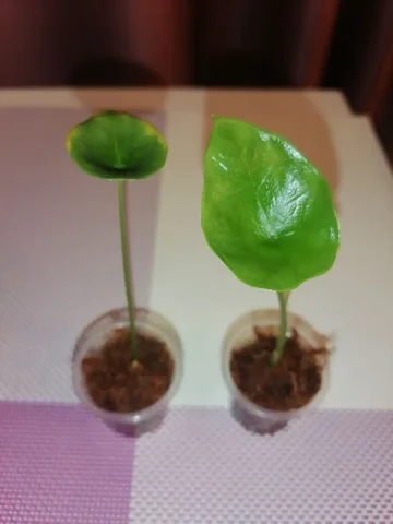 Алоказия Синуата детки - Семена и рассада в Красноярск