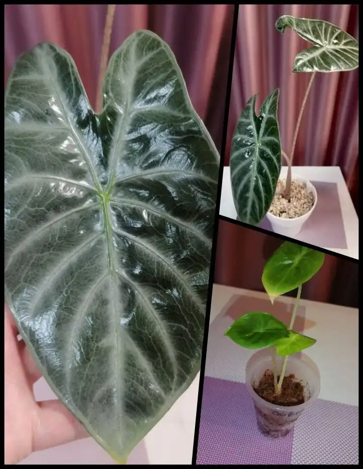 Продажа детки Алоказии Айвори Кост - Комнатные растения (Хобби и отдых) в Красноярск