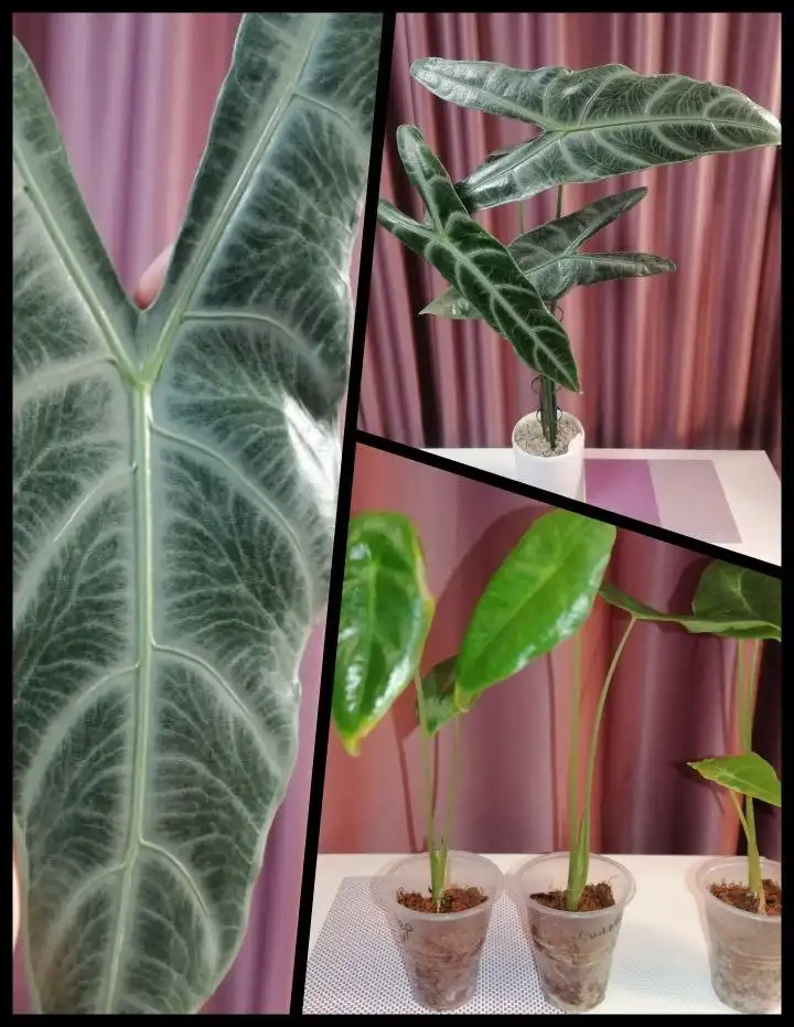 Продажа деток Алоказии Лонгилоба Сильвер - Комнатные растения (Хобби и отдых) в Красноярск