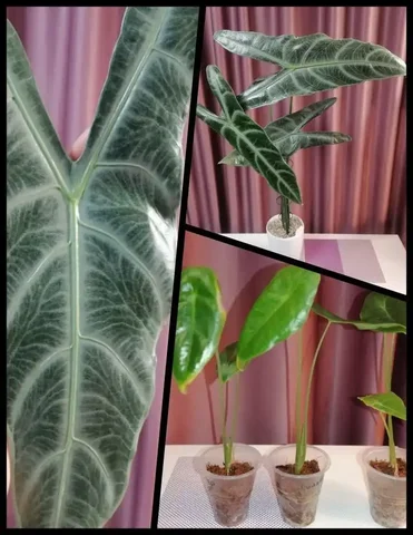 Продажа деток Алоказии Лонгилоба Сильвер - Пчеловодство в Красноярск