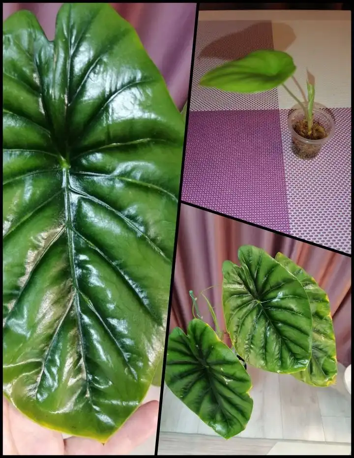 Продажа детки Алоказии Грин Шилд/Клипеолата - Комнатные растения (Хобби и отдых) в Красноярск