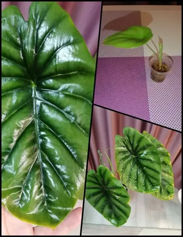 Продажа детки Алоказии Грин Шилд/Клипеолата - Пчеловодство в Красноярск