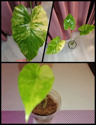 Алоказия Одора Вариегатная детка - Пчеловодство в Красноярск