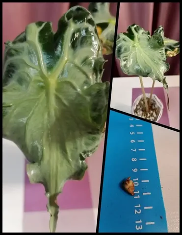 Алоказия Веном (тай) клубень - Семена и рассада в Красноярск