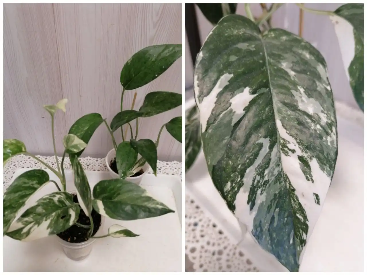 Эпик Пиннантум Вайт - Комнатные растения (Для дома и дачи) в Красноярск