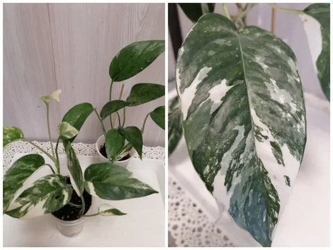 Эпик Пиннантум Вайт - Растения в Красноярск