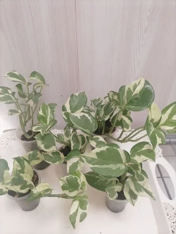 Эпик Н-Джой комнатные растения - Пчеловодство в Красноярск