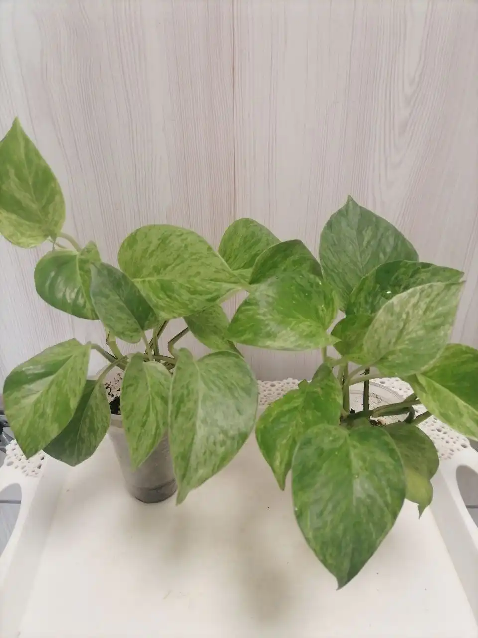 Эпик Марбл Квин - комнатное растение - Комнатные растения (Хобби и отдых) в Красноярск