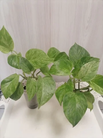 Эпик Марбл Квин - комнатное растение - Пчеловодство в Красноярск