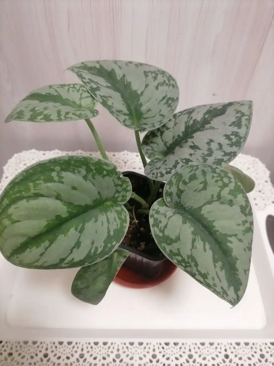 Продажа 6 черенков эпик трейби в горшках - Комнатные растения (Хобби и отдых) в Красноярск