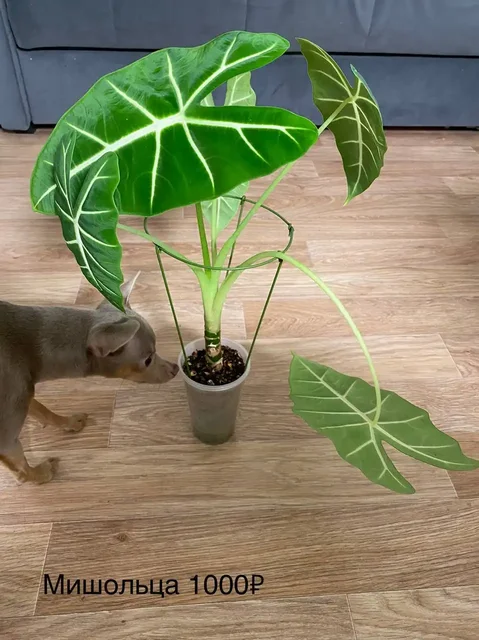 Продажа комнатных растений в Красноярске - Пчеловодство в Красноярск