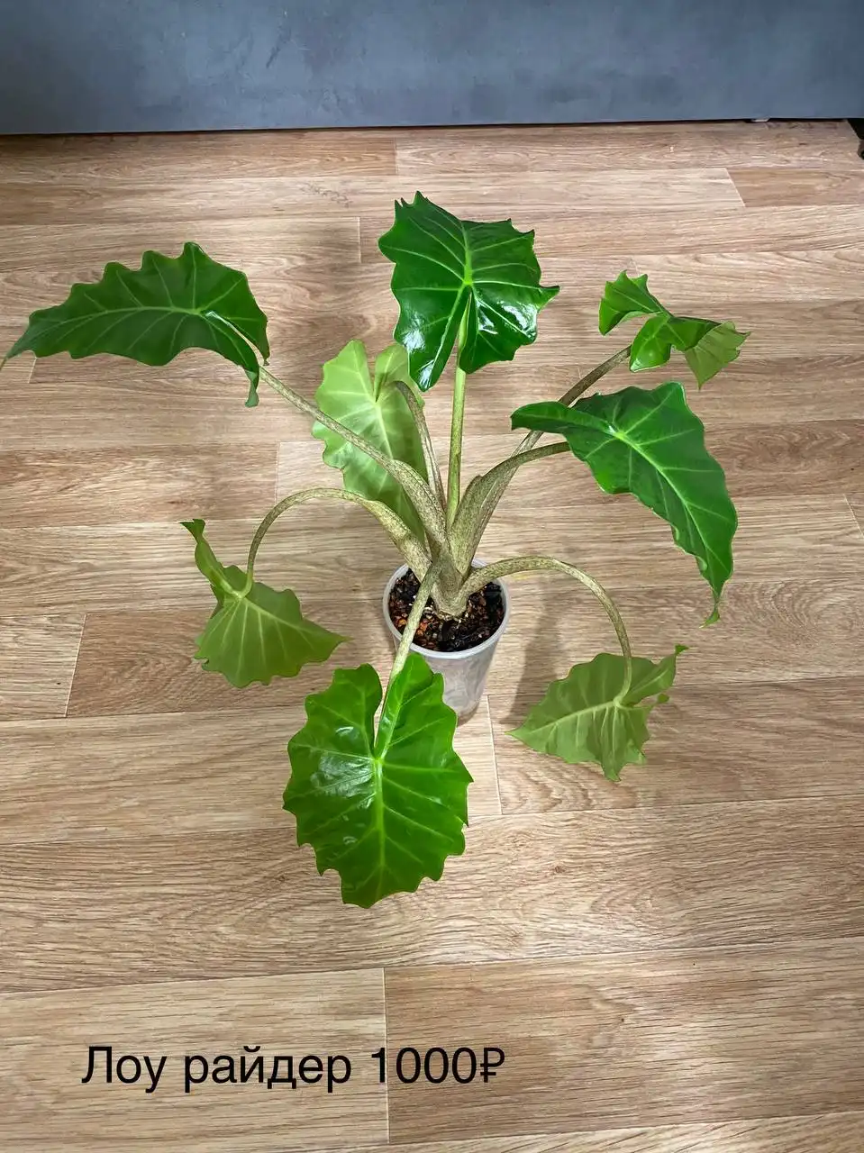 Продажа комнатных растений в Красноярске - Комнатные растения (Хобби и отдых) в Красноярск