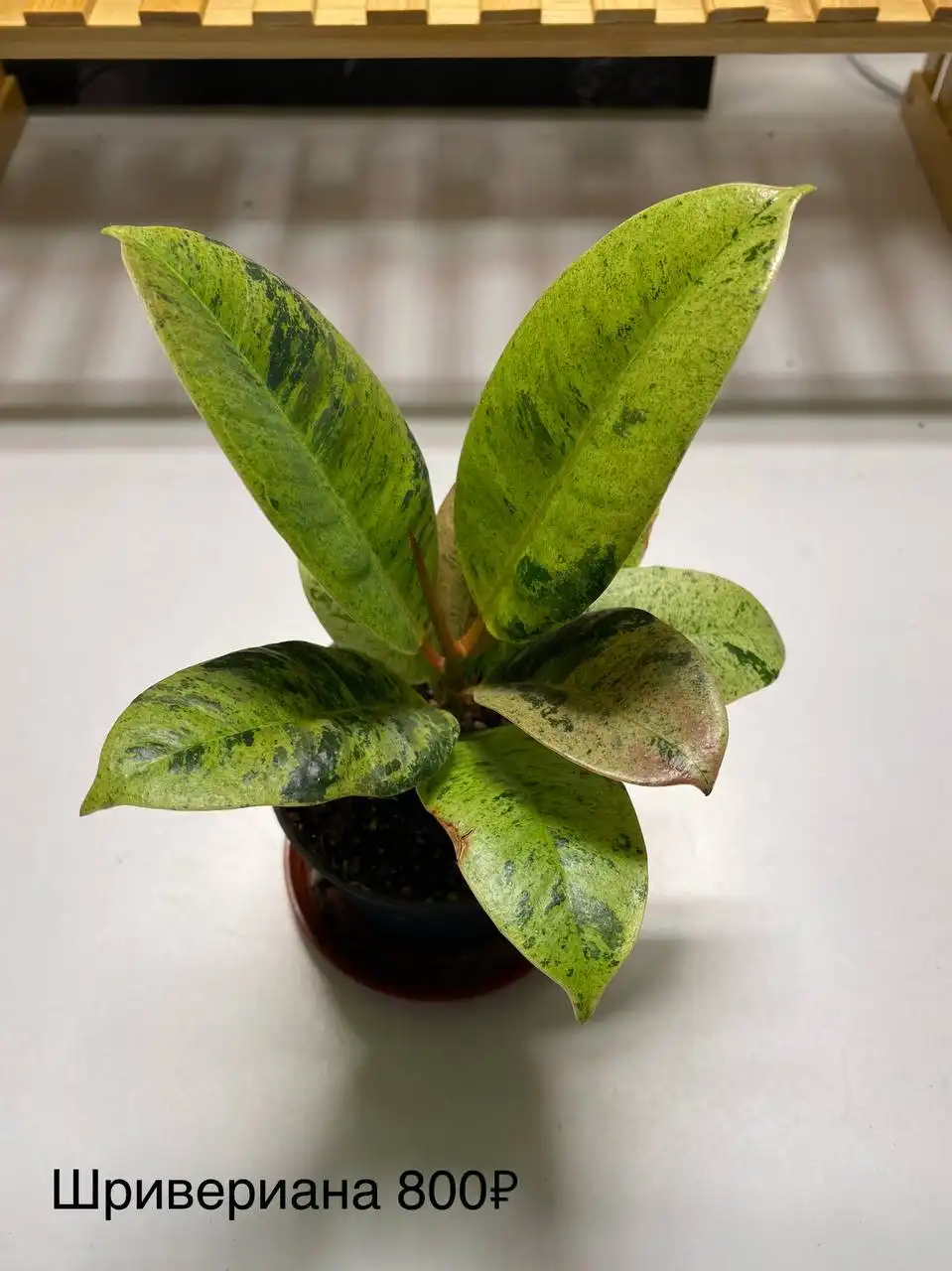 Продажа комнатных растений в Красноярске - Комнатные растения (Хобби и отдых) в Красноярск