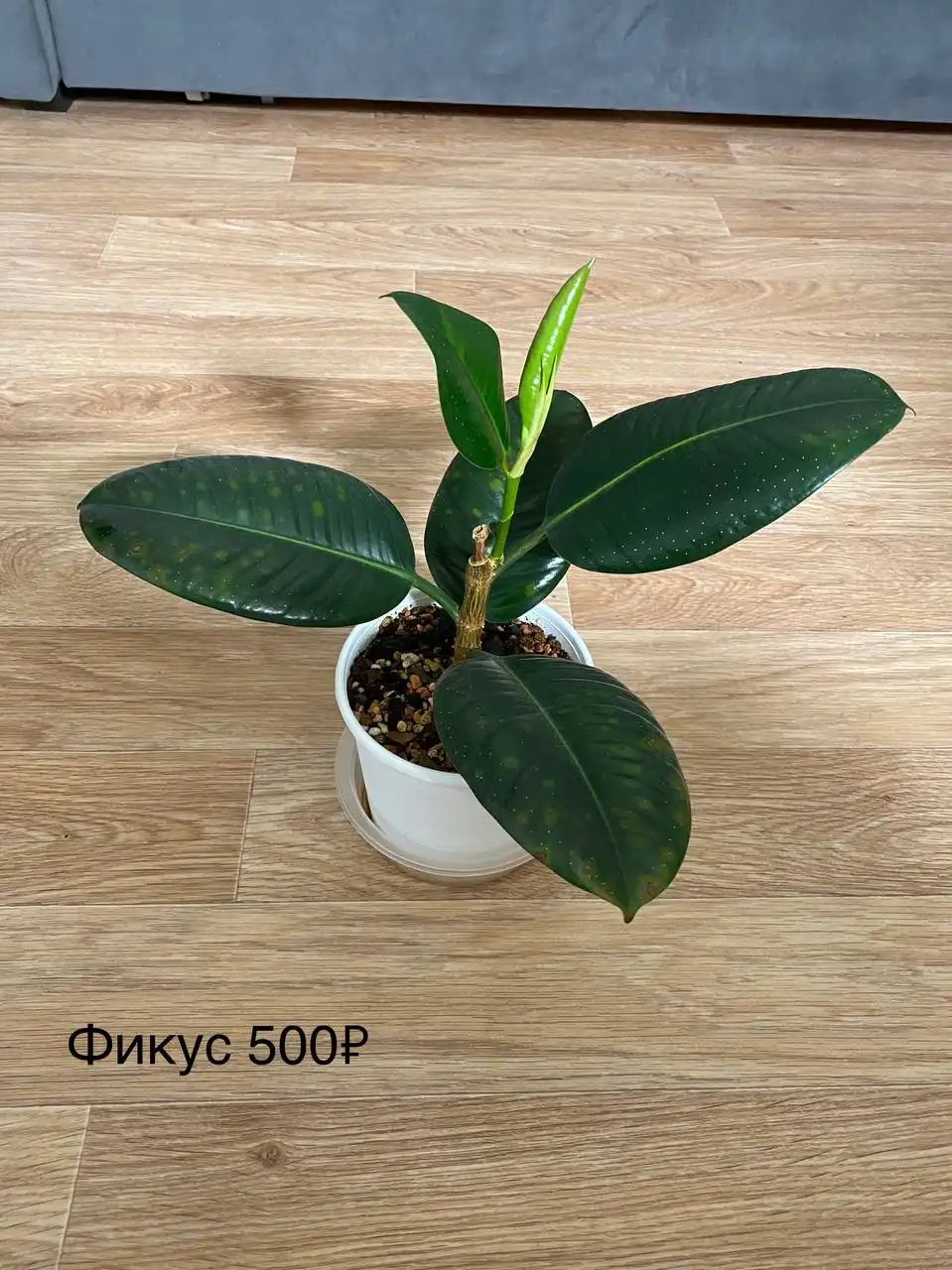 Продажа комнатных растений в Красноярске - Комнатные растения (Хобби и отдых) в Красноярск