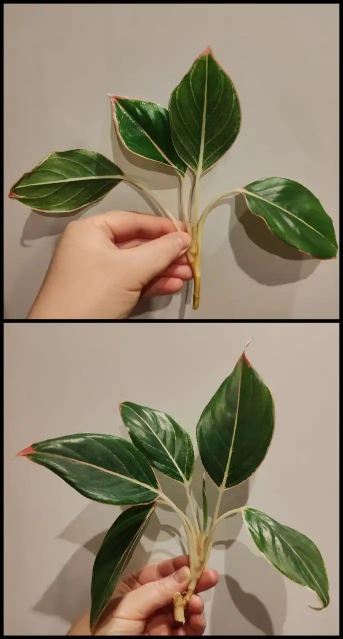 Аглаонема Сиам Аврора Пинк не укорененная - Комнатные растения (Хобби и отдых) в Красноярск