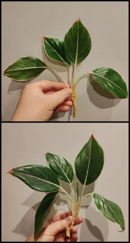 Аглаонема Сиам Аврора Пинк не укорененная - Пчеловодство в Красноярск