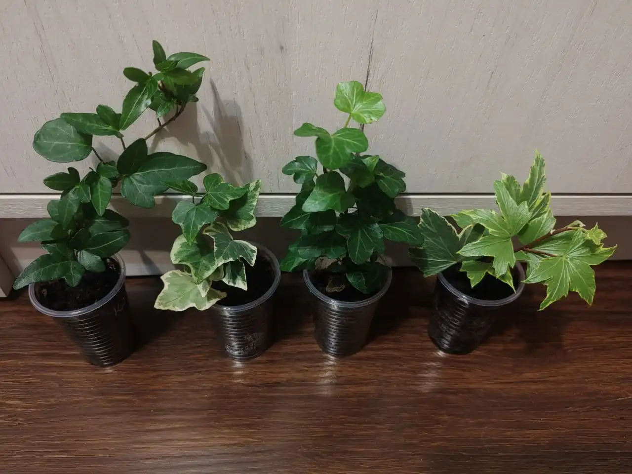 Хедера-плющ комнатные растения 4 вида - Комнатные растения (Хобби и отдых) в Красноярск