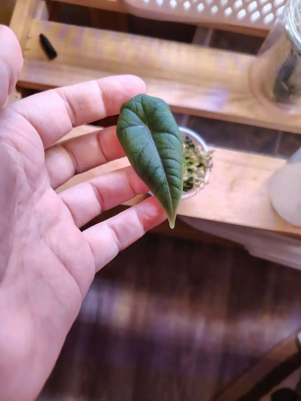 Продам алоказию махарани - Комнатные растения (Хобби и отдых) в Красноярск