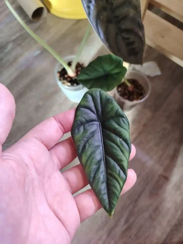 Детка алоказии пунчак - Пчеловодство в Красноярск