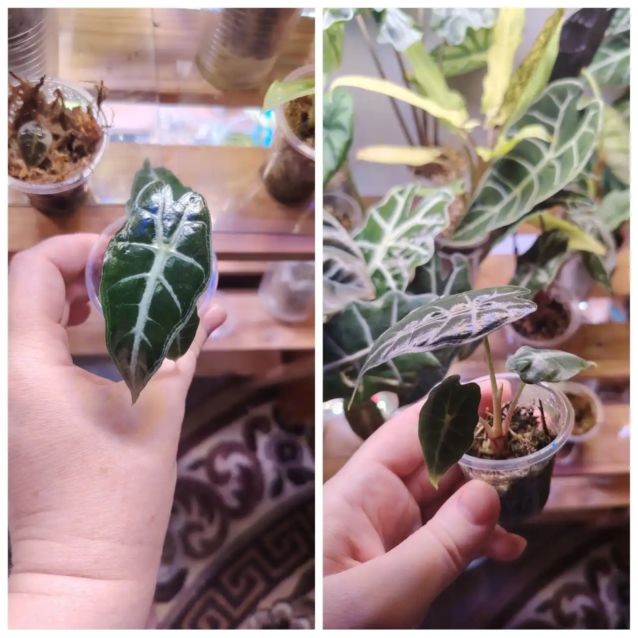 Продам алоказию парасол - Комнатные растения (Хобби и отдых) в Красноярск