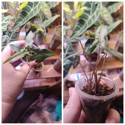 Продажа алоказии сабрина - Пчеловодство в Красноярск