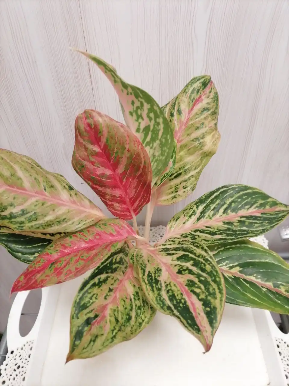 Продажа комнатного растения Аглаша - Комнатные растения (Хобби и отдых) в Красноярск