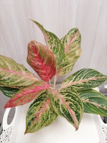 Продажа комнатного растения Аглаша - Пчеловодство в Красноярск