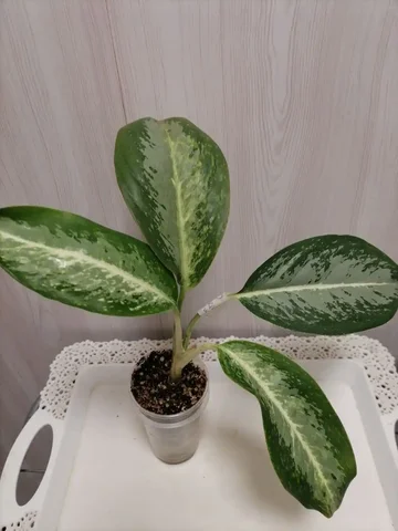 Аглаша комнатное растение - Пчеловодство в Красноярск