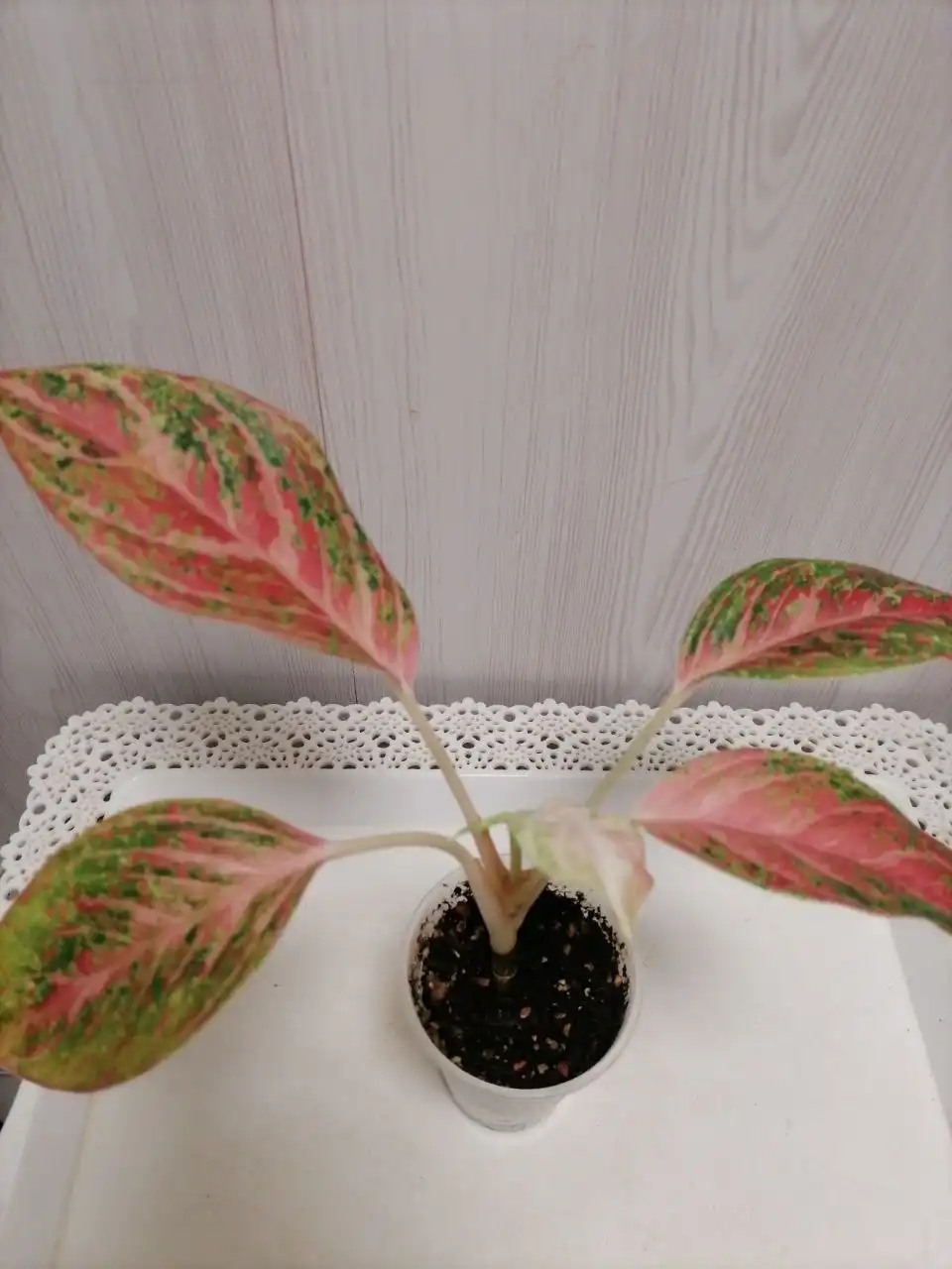 Аглаша комнатное растение - Комнатные растения (Хобби и отдых) в Красноярск