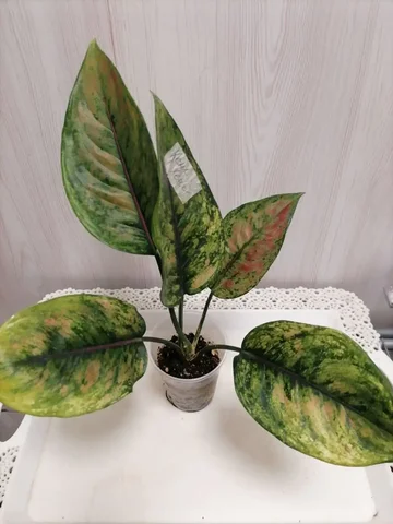 Аглаша комнатное растение - Пчеловодство в Красноярск