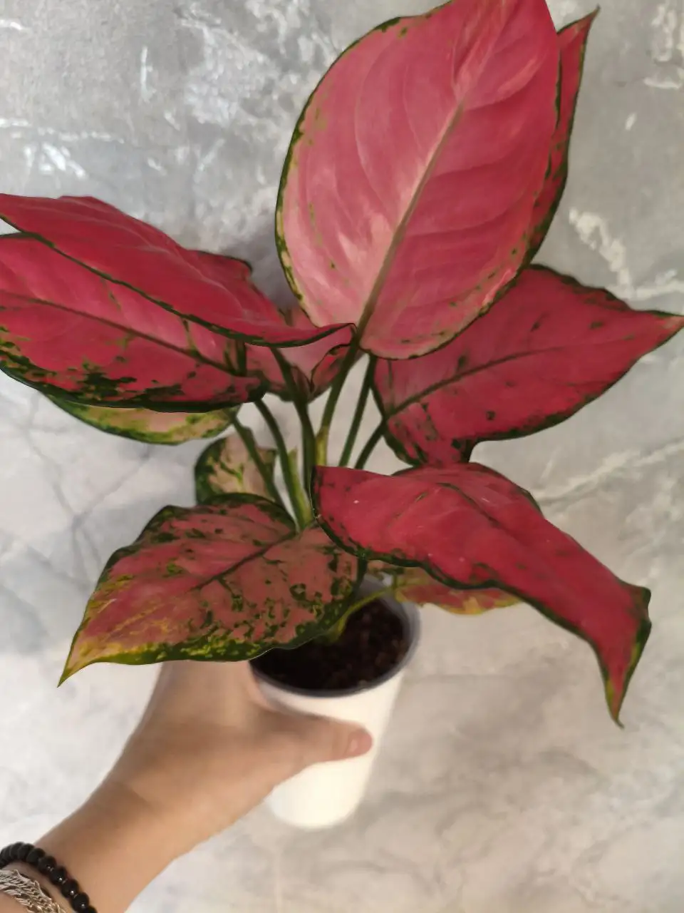 Аглаонема Камкун Пинк - Комнатные растения (Хобби и отдых) в Красноярск