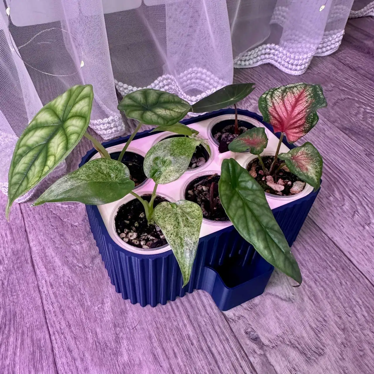 Бейби бокс для фитильного полива растений - Комнатные растения (Хобби и отдых) в Красноярск