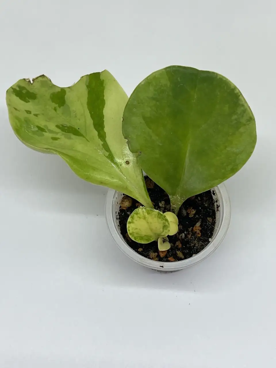 Пеперомия туполистая варная - Барахолка в Красноярск