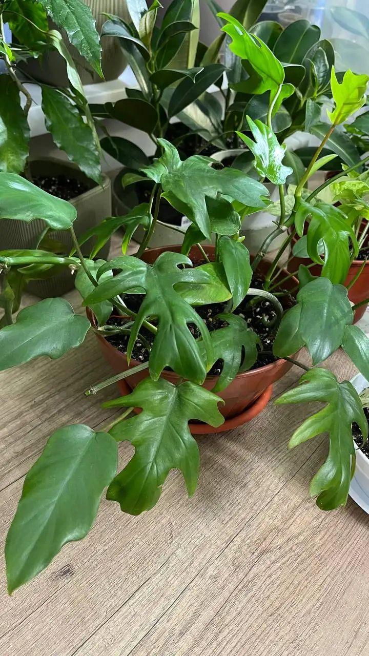 Продам филодендрон Майо - Комнатные растения (Хобби и отдых) в Красноярск