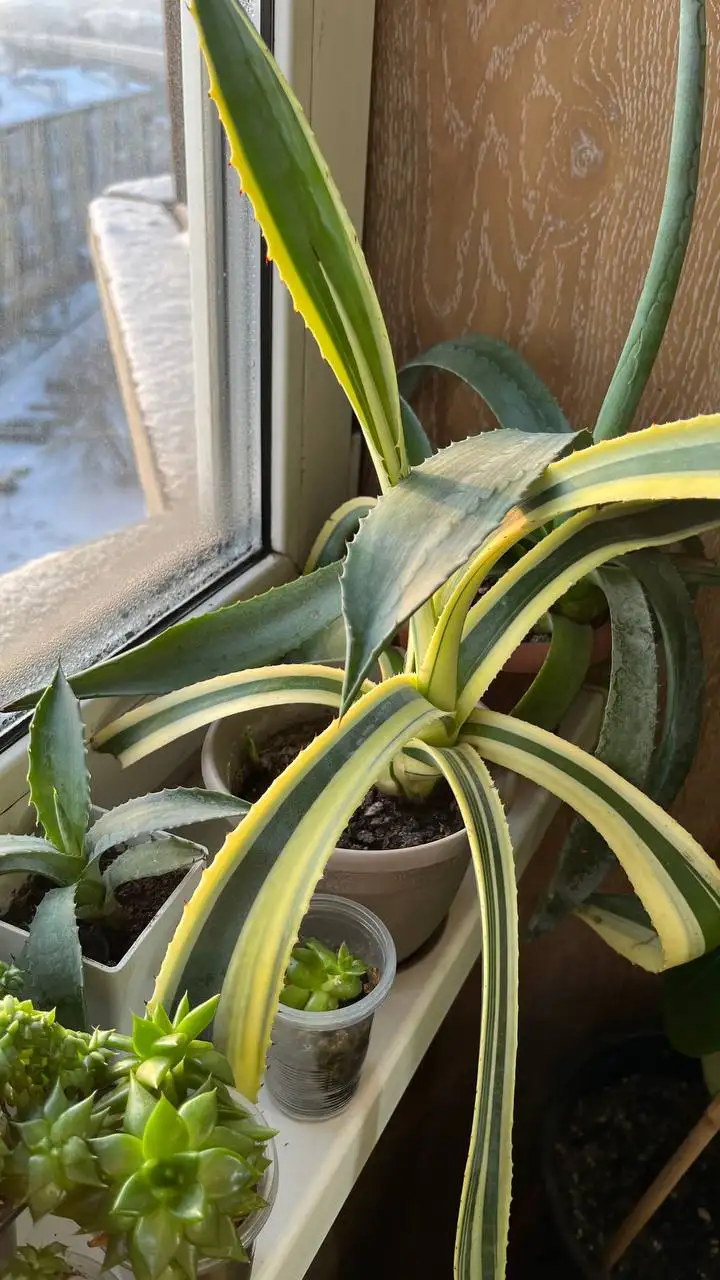 Продам агаву с деткой - Комнатные растения (Хобби и отдых) в Красноярск