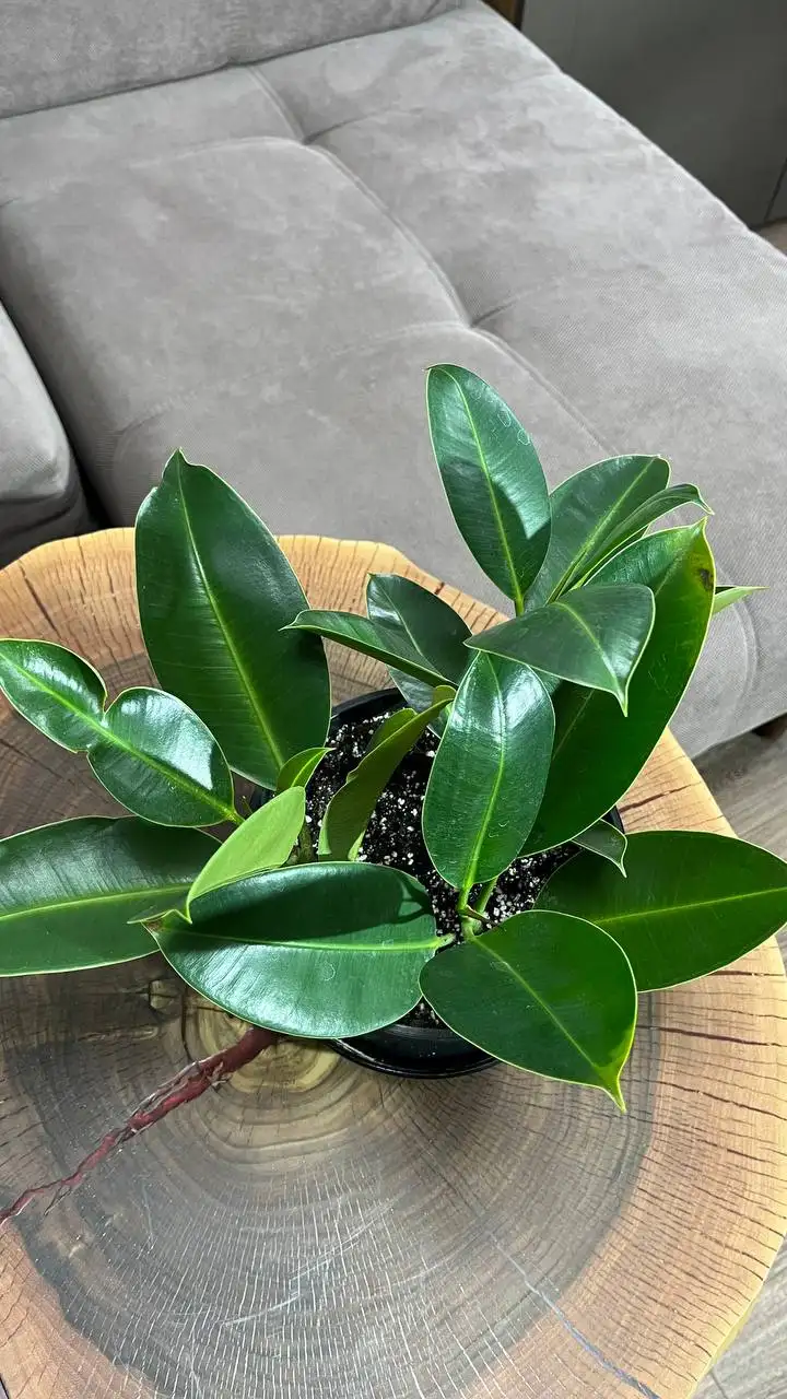 Продам фикус Мелани с крупными листьями - Комнатные растения (Хобби и отдых) в Красноярск
