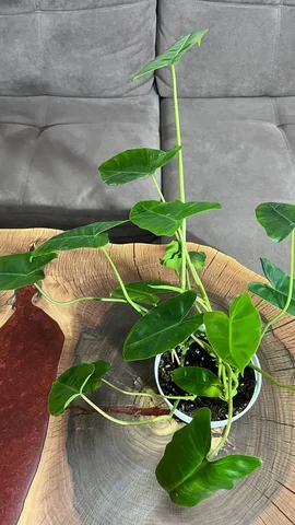 Продам филодендрон Бурле Макс - Растения и сад в Красноярск