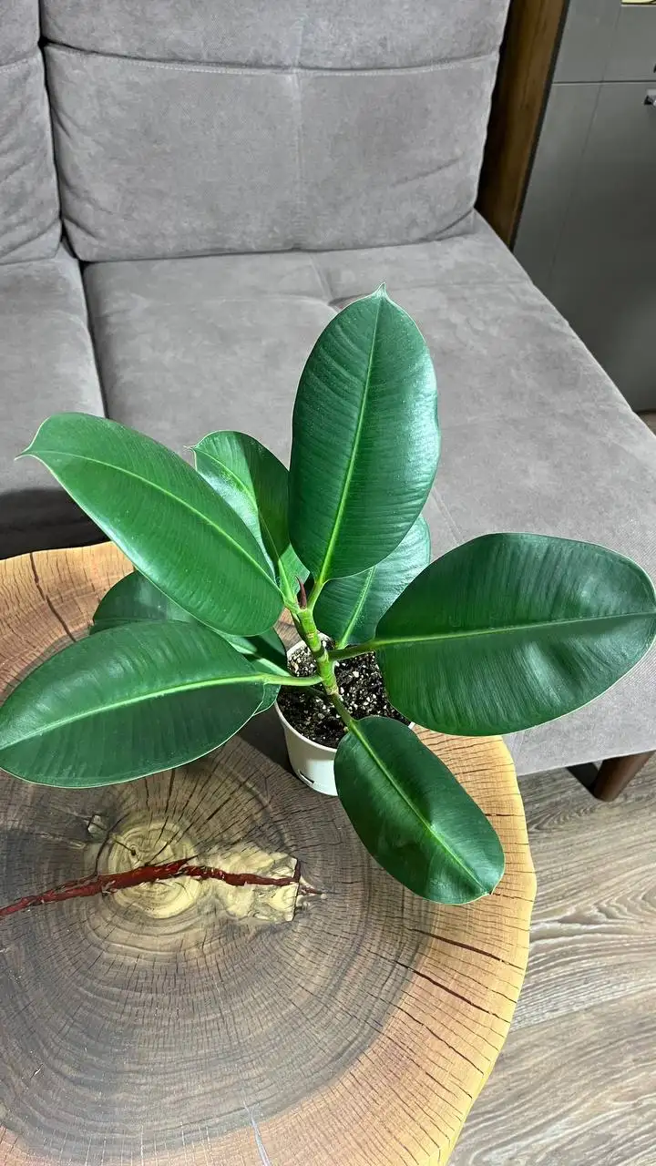 Продам фикус - Растения (Барахолка) в Красноярск