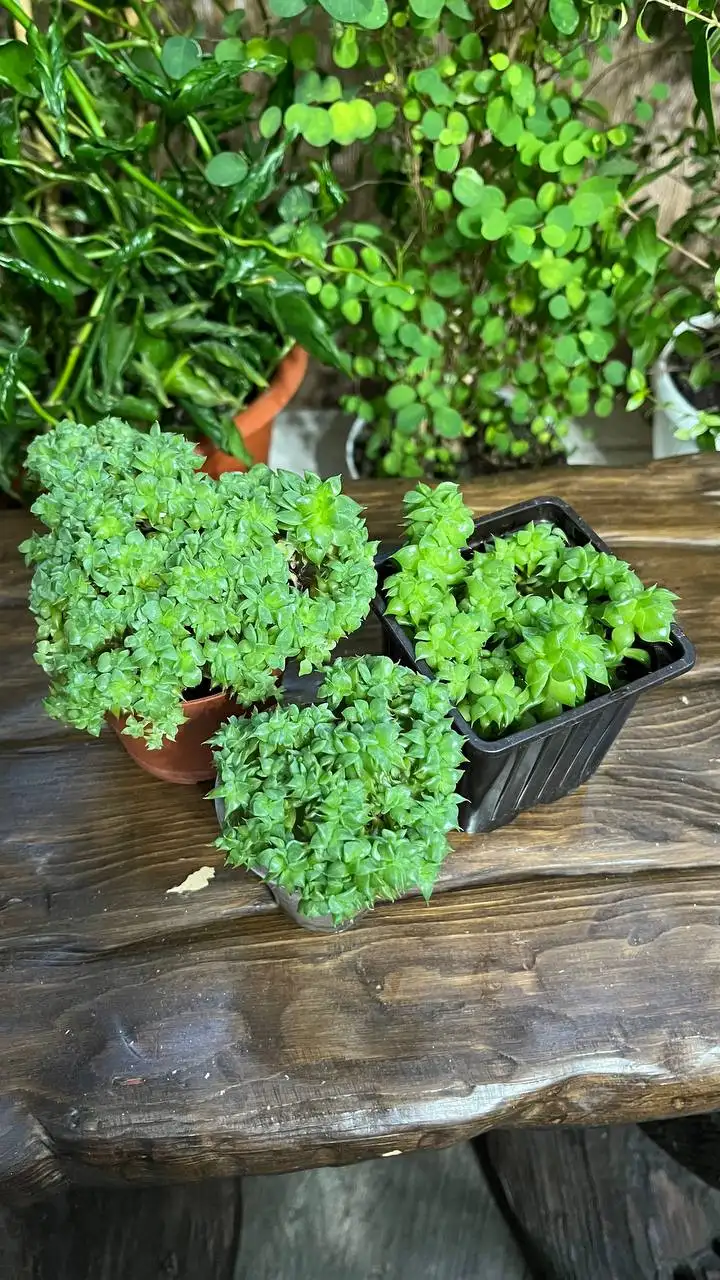 Эхеверия агавоидес - Комнатные растения (Хобби и отдых) в Красноярск