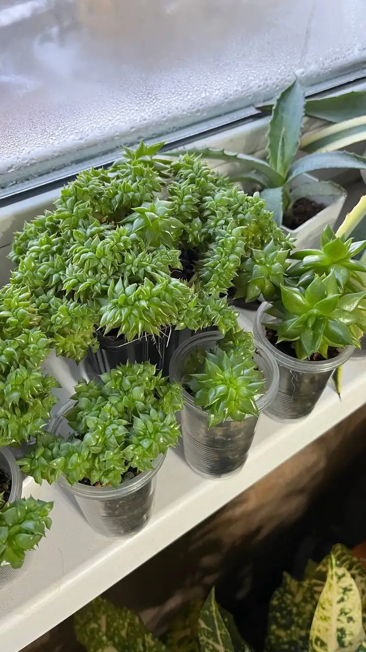 Эхеверия агавоидес - Комнатные растения (Хобби и отдых) в Красноярск