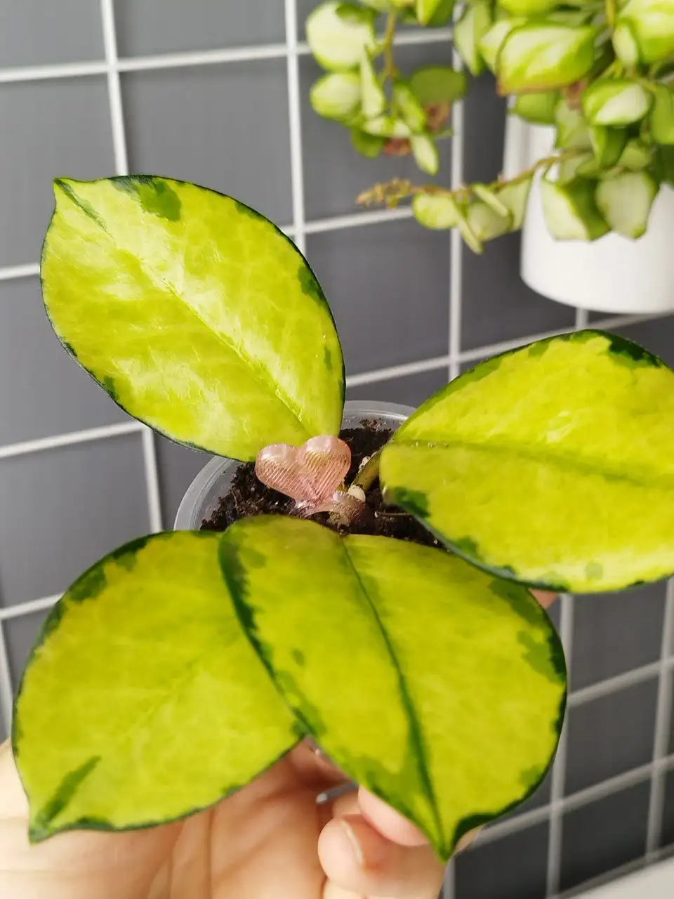 Шпильки для укоренения черенков разных размеров - Садоводство/Растения (Хобби и отдых) в Красноярск