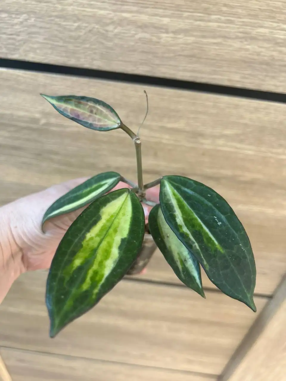 Продам Хойю латифолию Пот Оф Голд - Комнатные растения (Хобби и отдых) в Красноярск