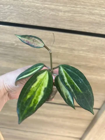 Продам Хойю латифолию Пот Оф Голд - Семена и рассада в Красноярск