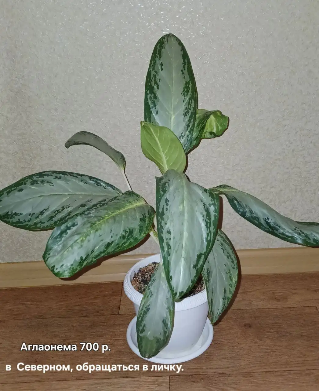 Продажа аглаонемы Дебора - Комнатные растения (Хобби и отдых) в Красноярск