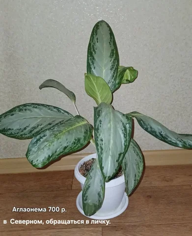Продажа аглаонемы Дебора - Семена и рассада в Красноярск