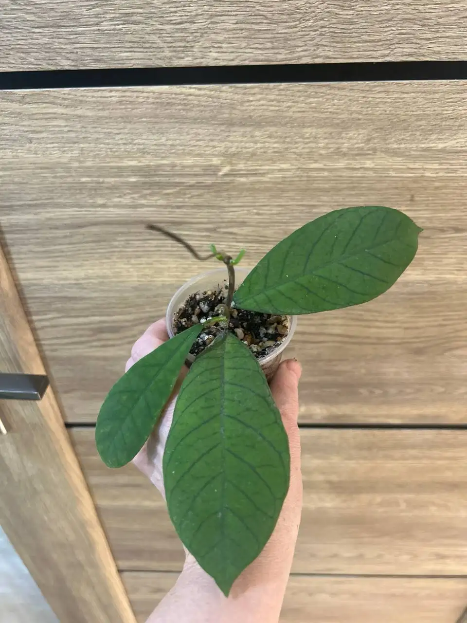 Хойя сабах - Комнатные растения (Хобби и отдых) в Красноярск